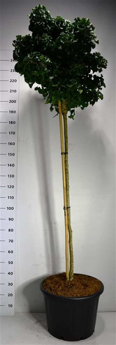 Ginkgo bil. 'Mariken' - 150 CM Stem Cont.